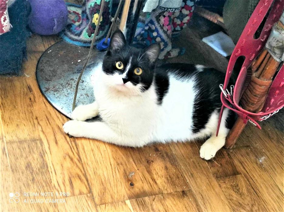 DENVER, porzucony potrzebuje bezpiecznego schronienia i miłości!