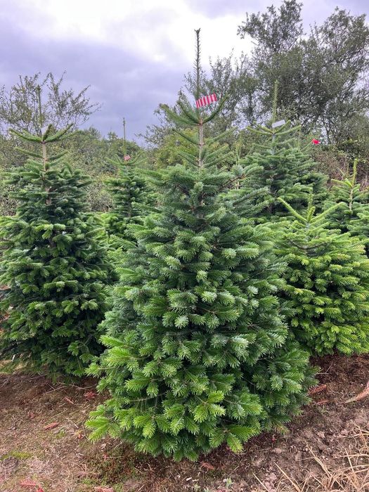Jodła Kaukaska Cięta 150-220 cm DUŻE ILOŚCI