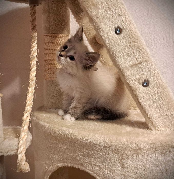 Kocurek Neva Masquerade – biała obróżka, Nimbus