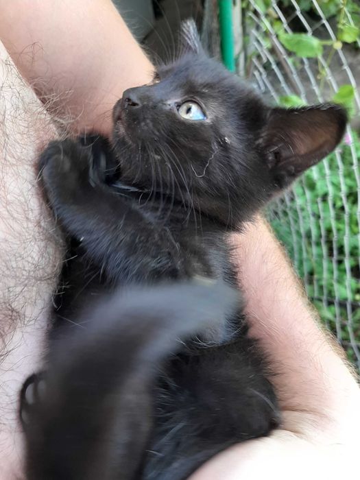 Віддам чудових котят безкоштовно, порода дворянская)