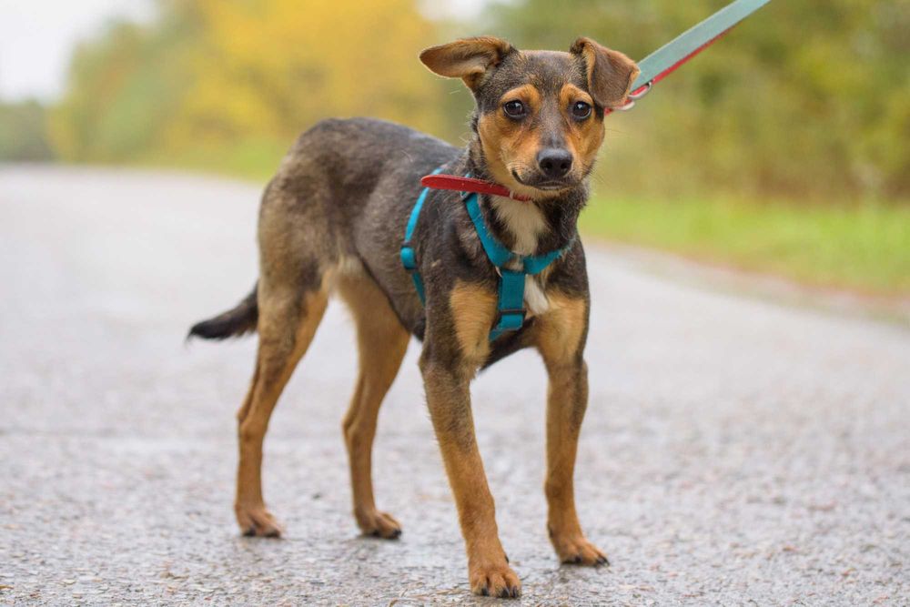 VIKSI - radosna młodzinka marznie w schronisku, szczeniak ok. 8 mcy