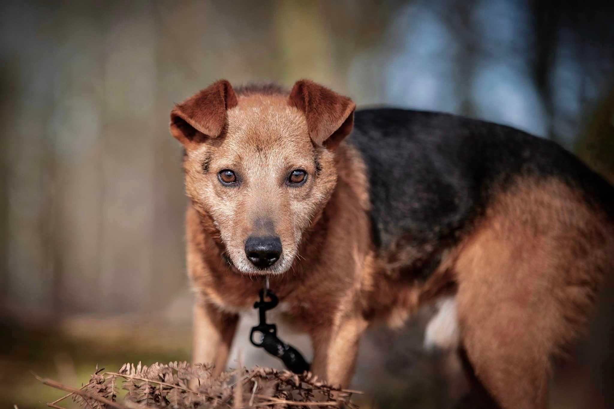 Boguś - super grzeczny pies szuka doma! adopcja ze schroniska