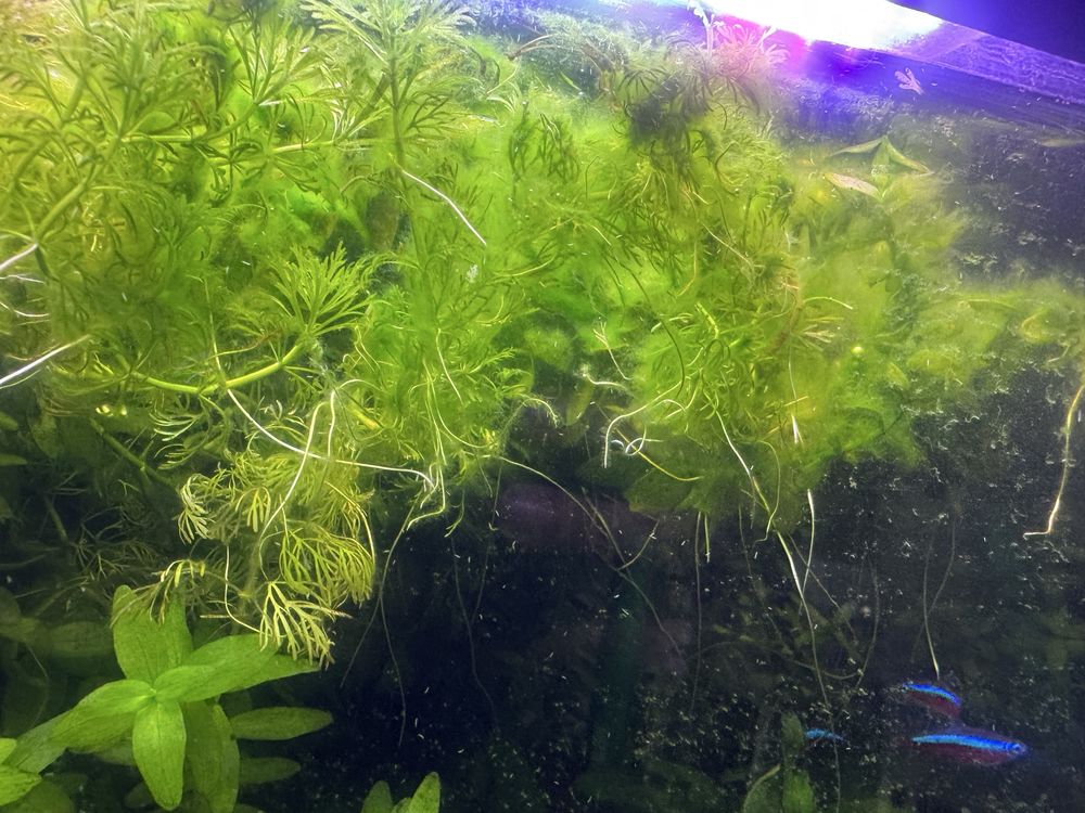 Plantas para aquários