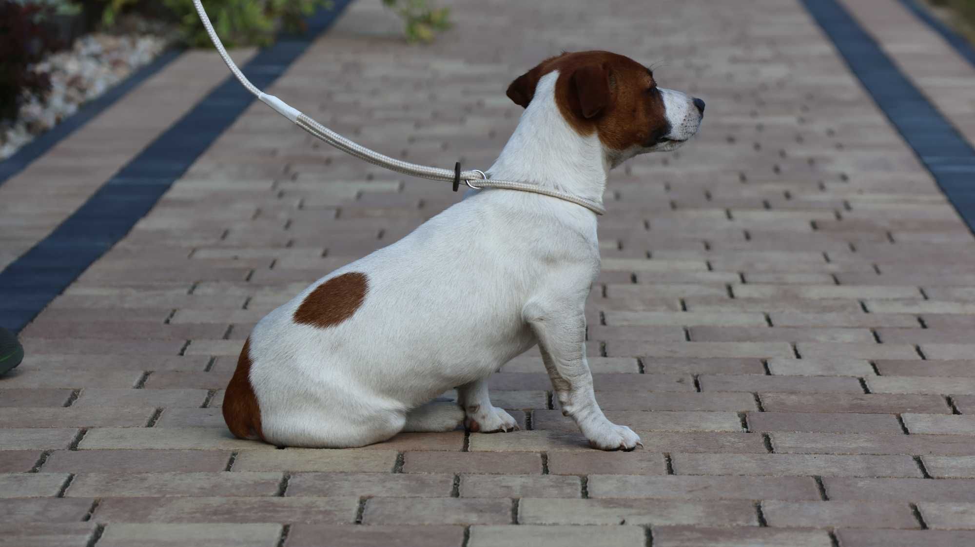 Piesek Jack Russell Terrier ZKwP FCI/badania genet.