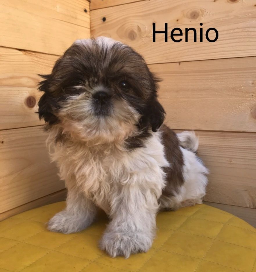 Shih-tzu piesek Henio Green House