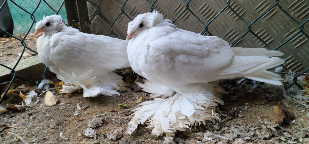 Turkot niemiecki dwuczuby golebie turkoty