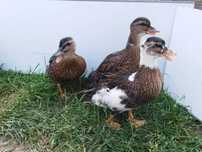 koguty nioski leghorn mixy kaczki staropolskie jajka kaczki call duck