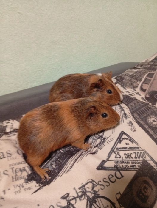 Морські свинки хлопчики