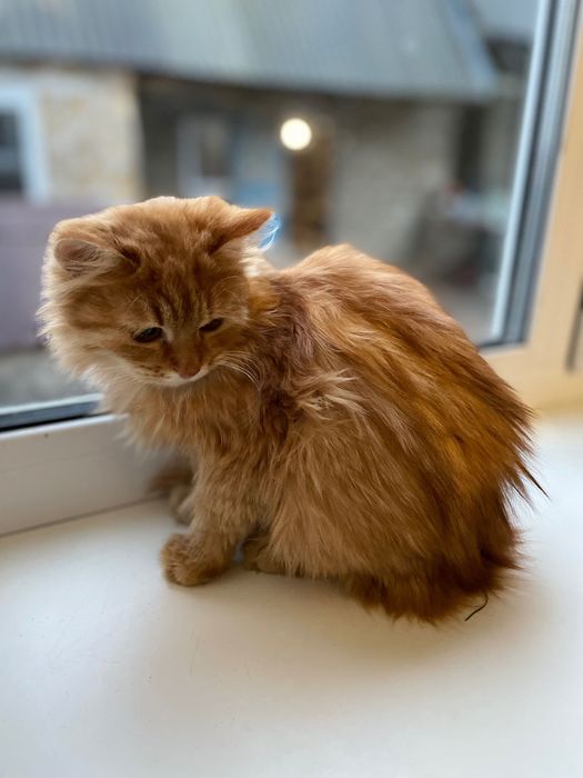 Віддаємо в добрі руки чарівних котиків!