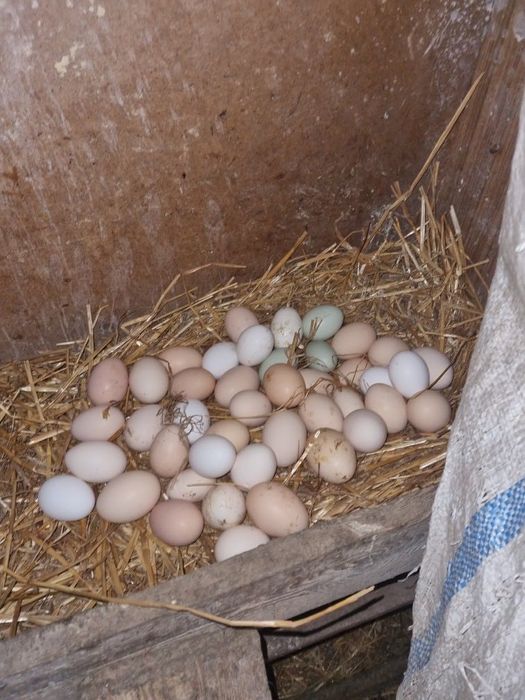 Sprzedam jajka wiejskie