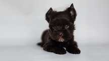 Chocolate yorkshire terrier suczka