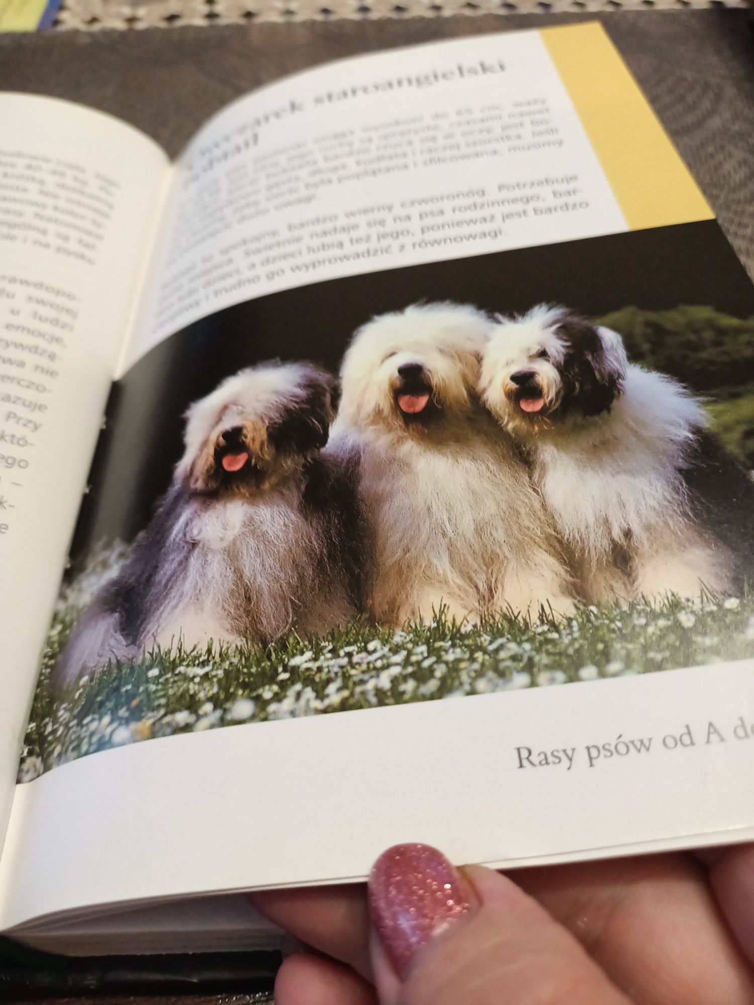 Rasy psów Hodowla książka
