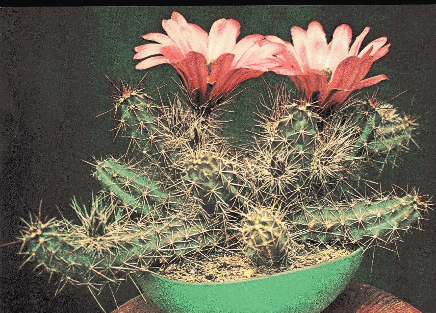 Kaktusy - zestaw pocztówek w obwolucie