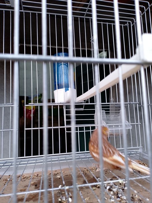 Canário Phaeo Amarelo Mosaico