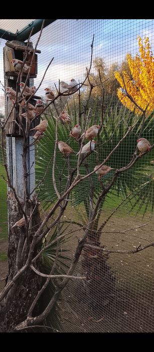 Periquitos,normais e de poupa,mandarins,rolas diamante