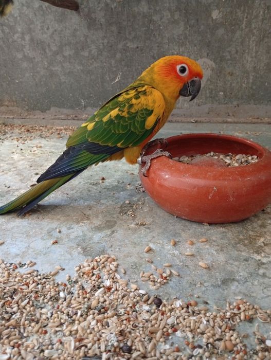 Aratinga Sol 2025 - Fêmea