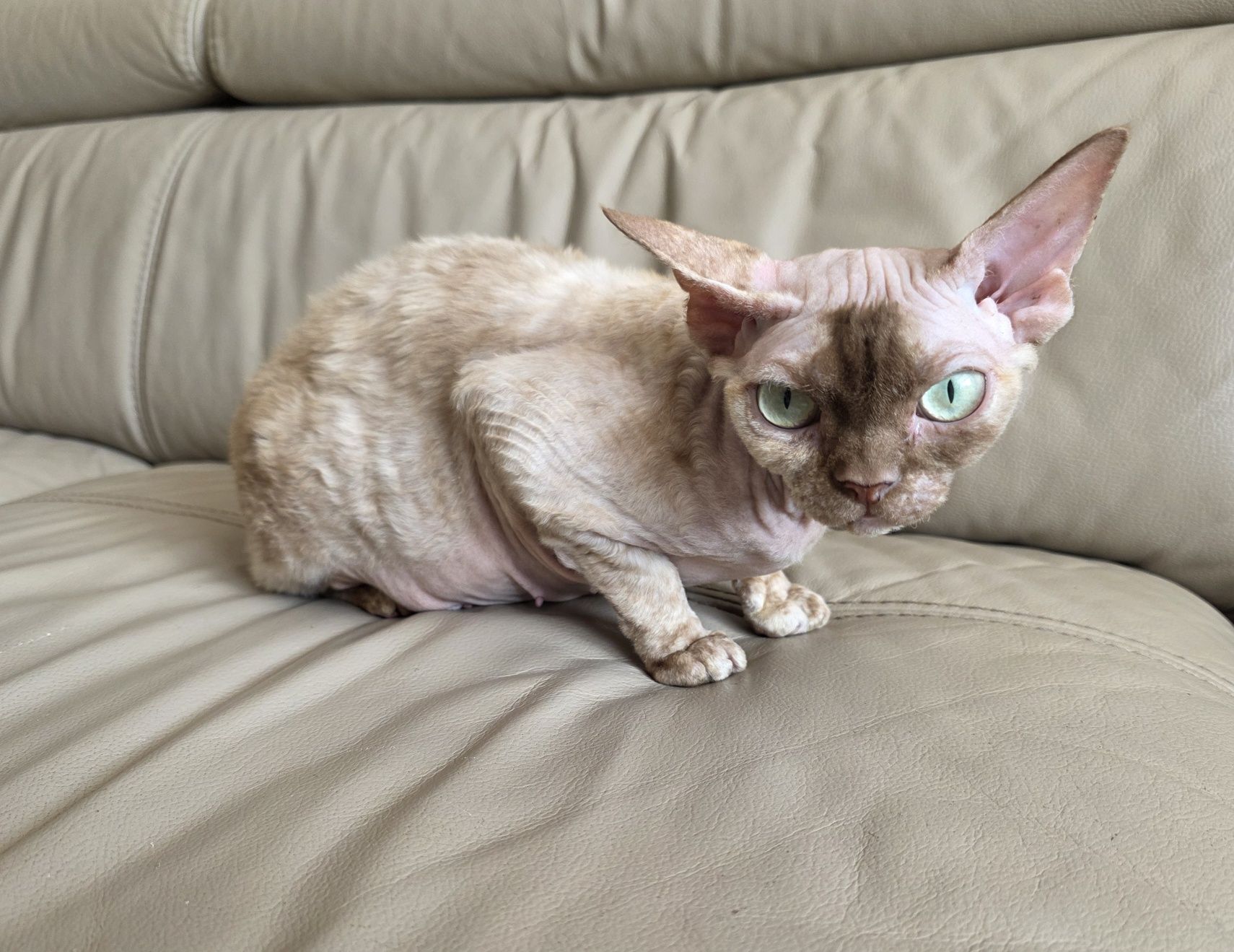 Devon Rex - Endorfinka - Gotowa do zmiany domku - Trójmiasto
