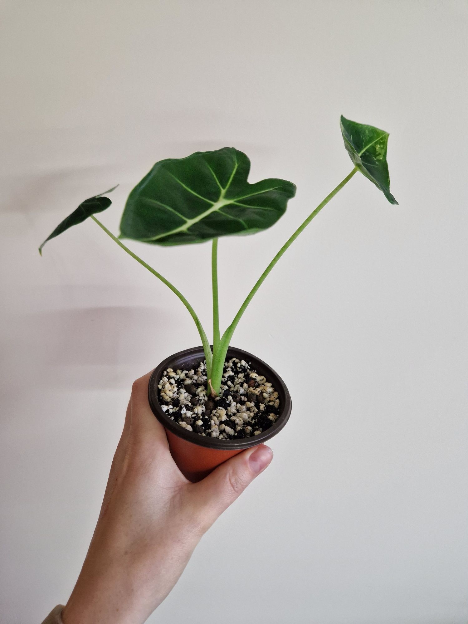 Alokazja Frydek Variegata