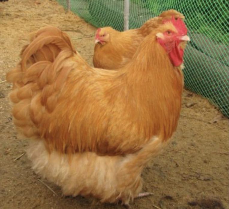 Півень Орпінгтон на тримання!!!