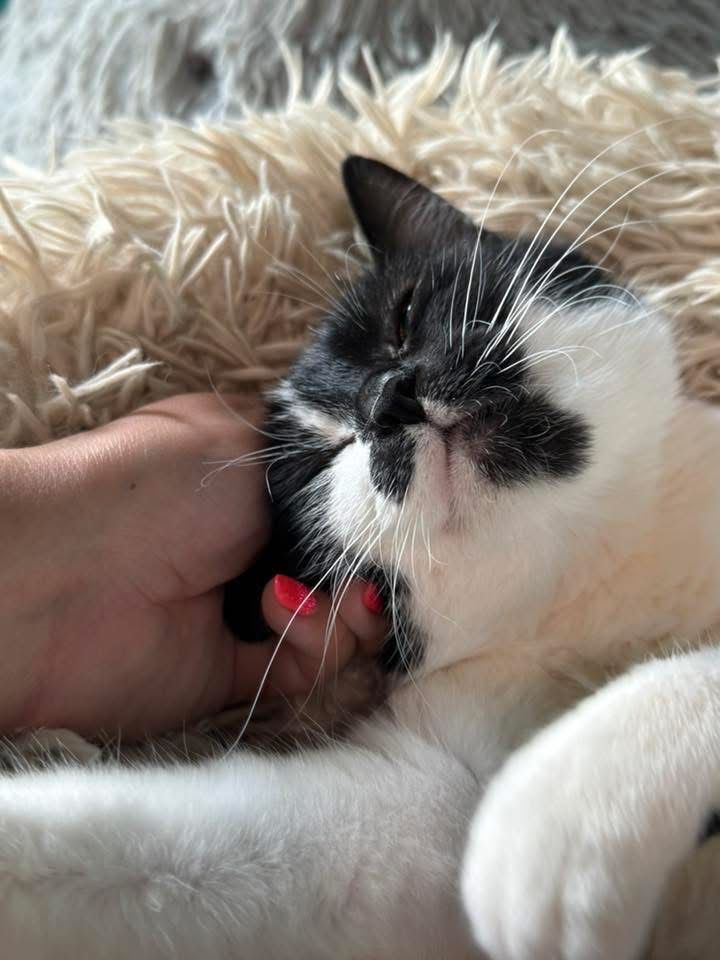 Perelka do adopcji szuka domu