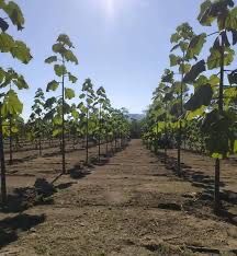 500 sementes de Paulownia Elongata