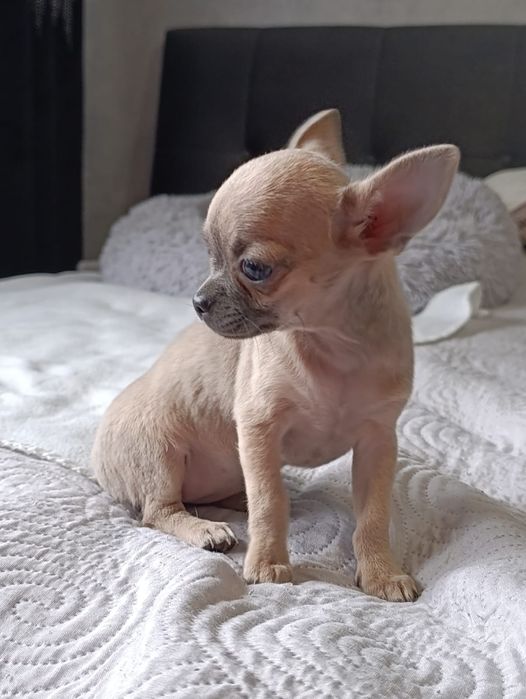Chihuahua  Śliczna  suczka