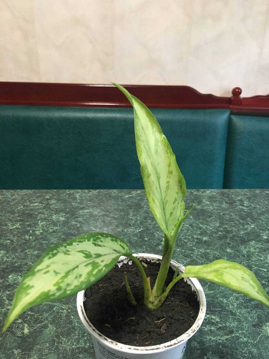 Комнатные цветы в асортименте