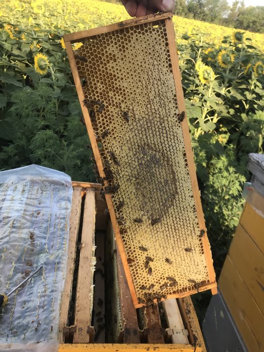 Бджоломатки БАКФАСТ F1 2025