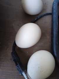 Vendo ovos pavoa