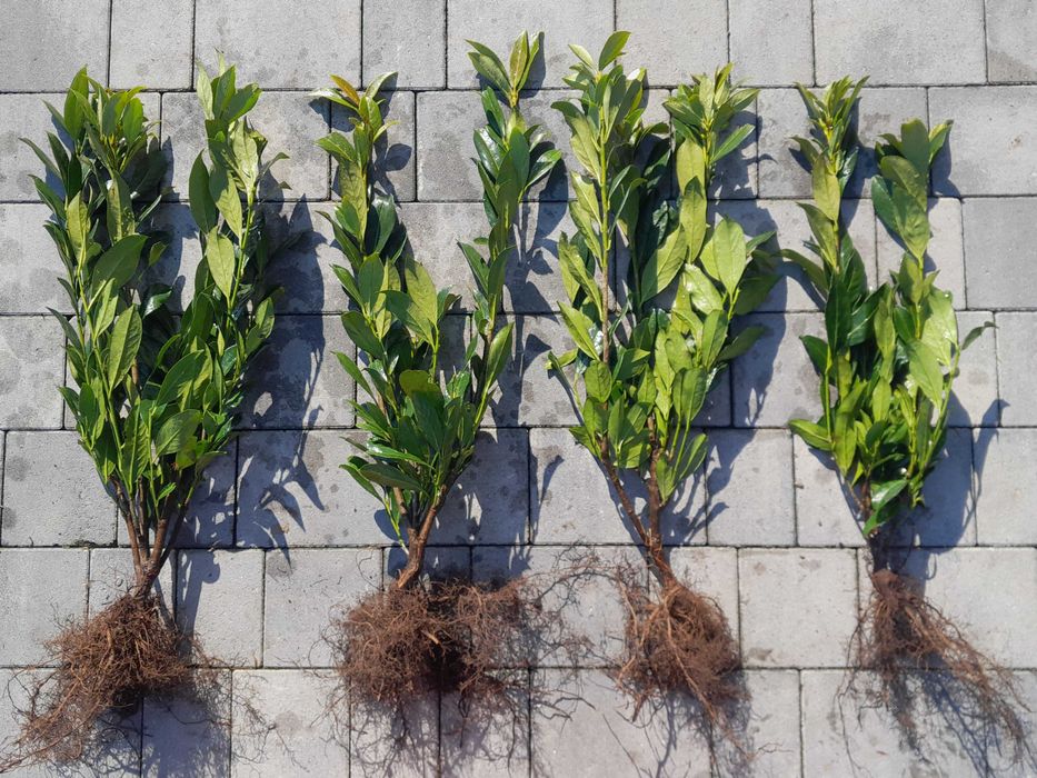 Laurowiśnia wschodnia Sadzimy! Novita! Caucasica! 100, 150 cm! Prunus!