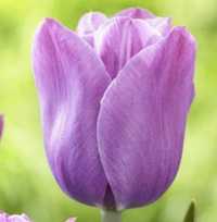 Тюльпан Violet Beauty  сиреневый,луковицы