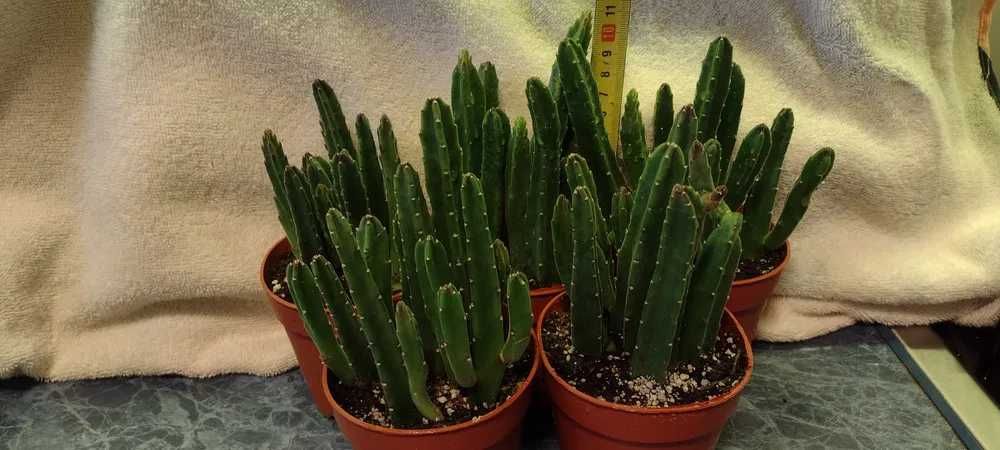 Stapelia  , sukulent, kaktus - rzadkość , kolekcjonerki  - 3 odnóżki .