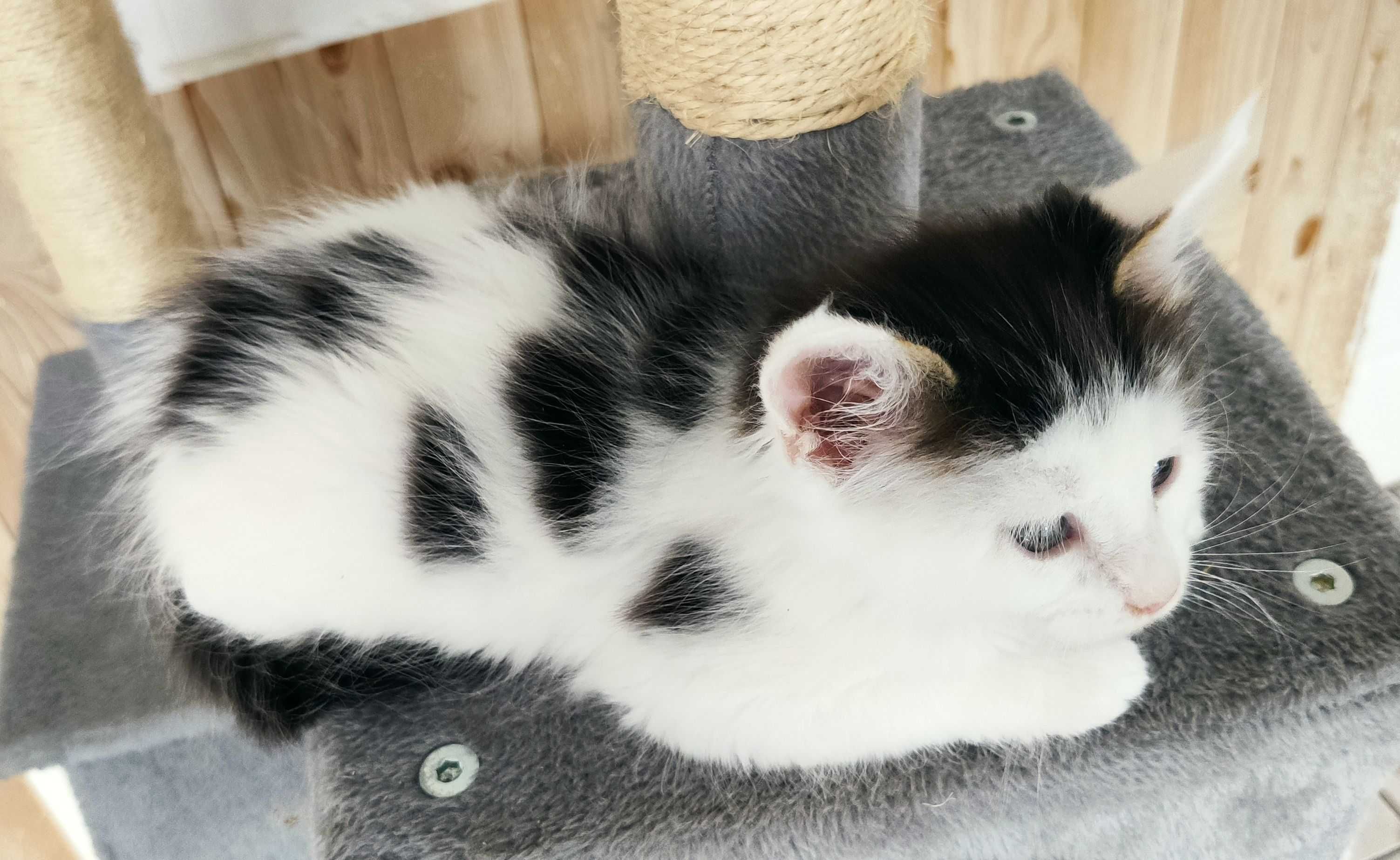 Maine Coon - kotka biała w ciemne łatki