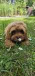 Cavapoo cavadoodle cavalier pudel doodle