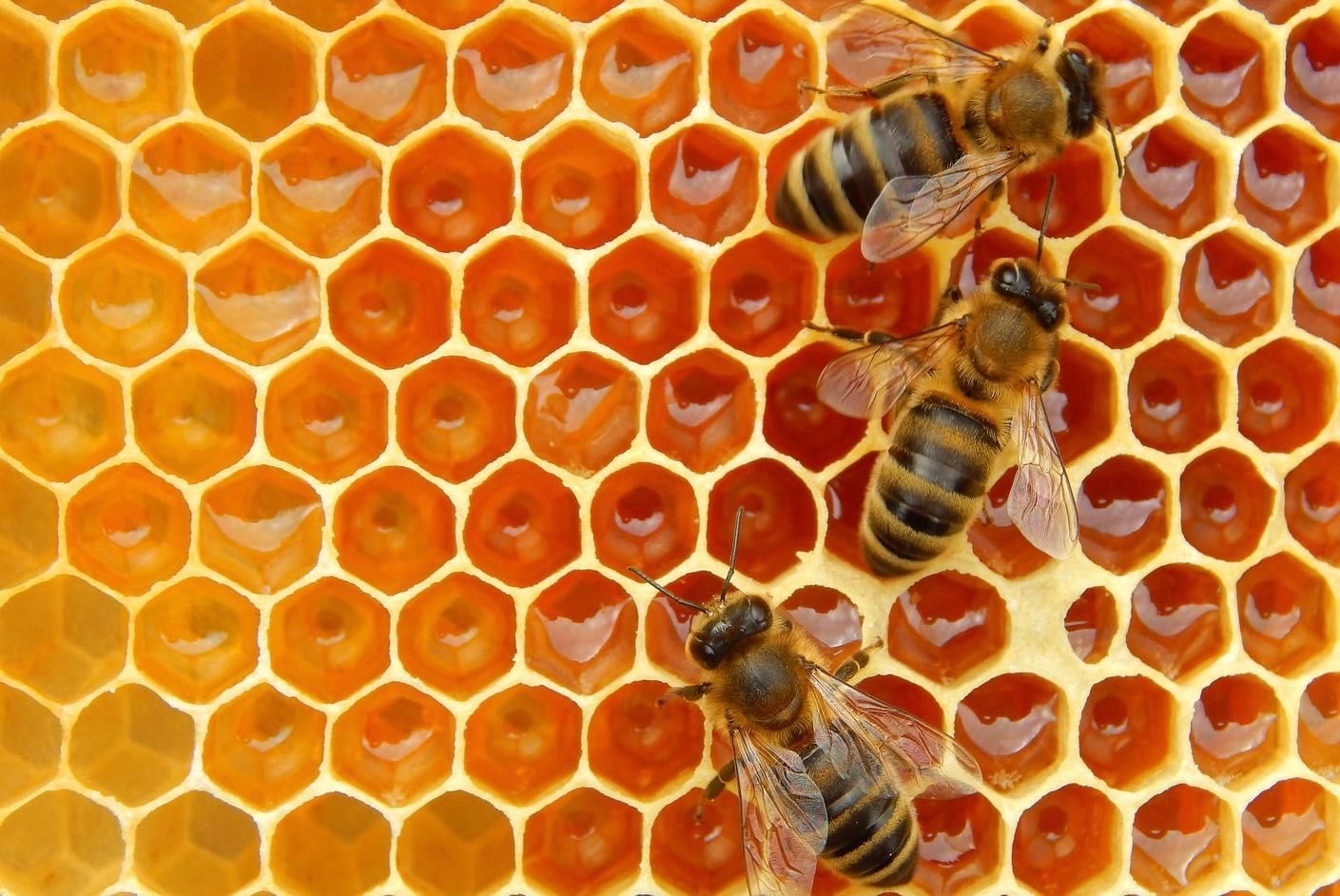 Пасіка та вулики з бджолами