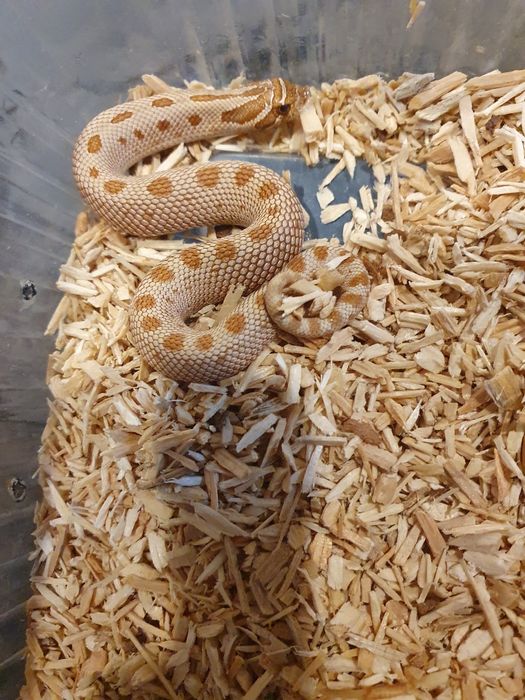 Heterodony zachodnie toffee conda 50% het albino