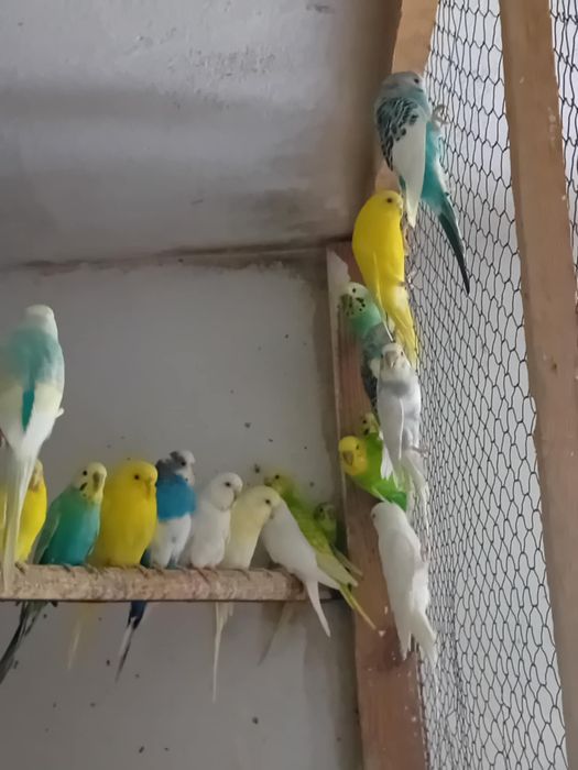 Papugi faliste różne kolory