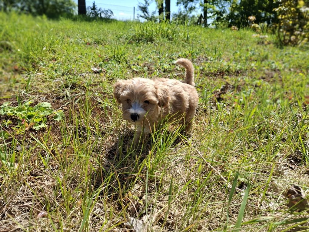 Maltipoo szczeniak