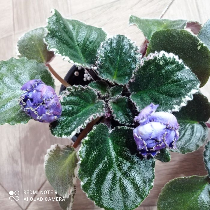 Фіалочка "ЕК-Морские Ежи"