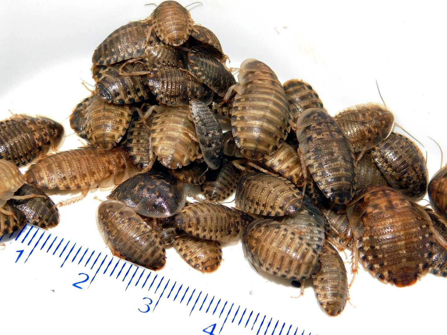 Karaczany argentyńskie dubia MAŁE 1-2 cm Blaptica dubia