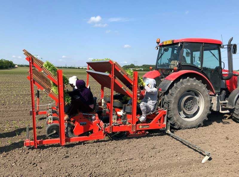 Саджалка ОВОЧЕВА Checchi & Magli перцю, капусти, баклажанів, помідорів