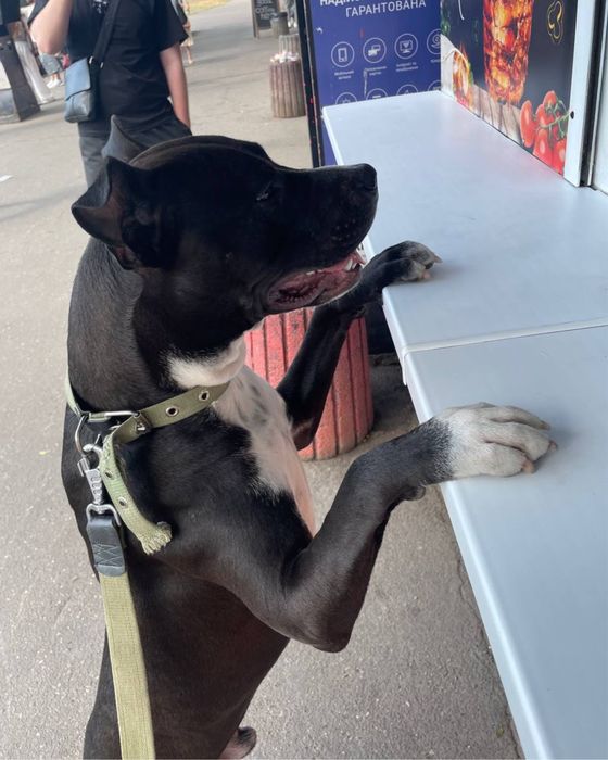 Пітбуль хлопчик шукає дім