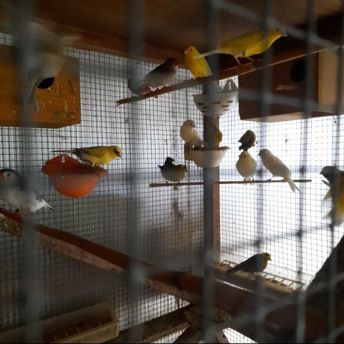 Canarios Lizard e mandarins gjgantes