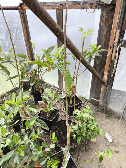 Moringa Oleifera duże drzewka