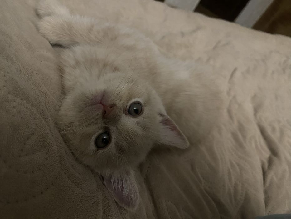 Британські кошеня