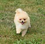 Piesek Pomeranian- Oskar- gotowy na kochający dom