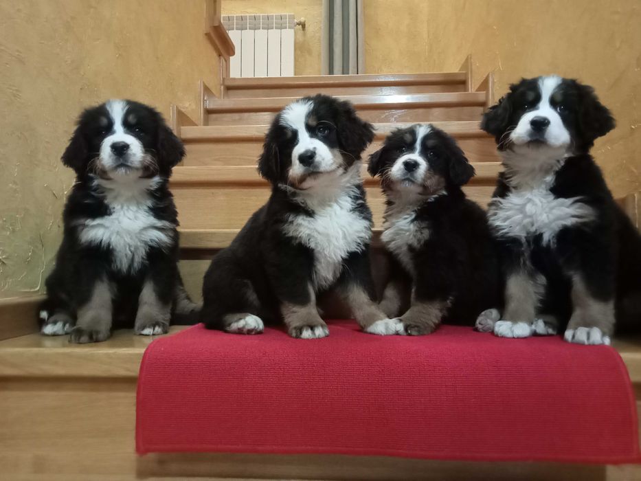 Berneński pies pasterski