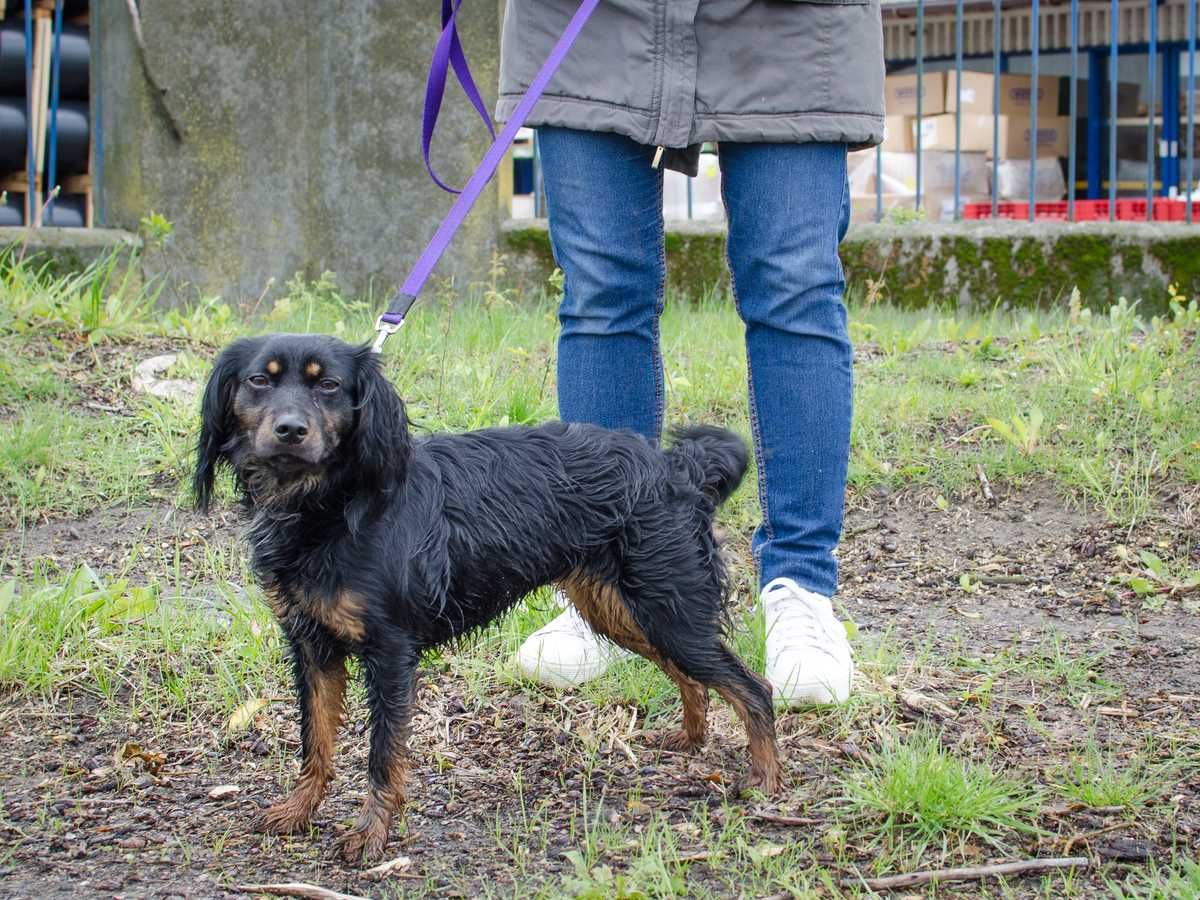 filigranowa, śliczna, 2 letnia JAGODA czeka na dom