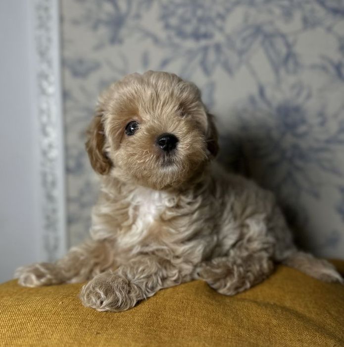 Мальтипу преміум класу — готові до переїзду