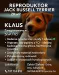 REPRODUKTOR Jack Russell Terrier ZKwP/FCI